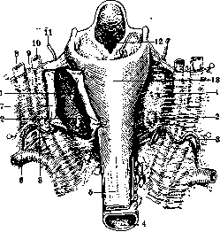 Parathyroid Glands: figure 2 from the 1928–1936 encyclopedia article