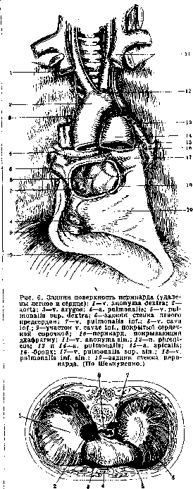 Pericardium: figure 5 from the 1928–1936 encyclopedia article