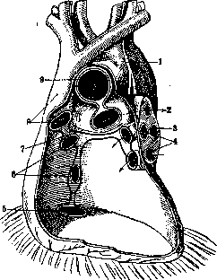 Pericardium: figure 3 from the 1928–1936 encyclopedia article