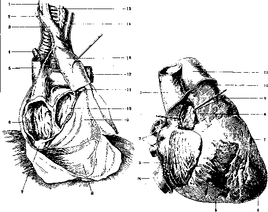 Pericardium: figure 4 from the 1928–1936 encyclopedia article