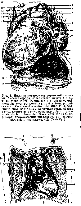 Pericardium: figure 6 from the 1928–1936 encyclopedia article
