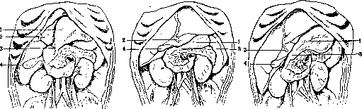 Liver: figure 19 from the 1928–1936 encyclopedia article