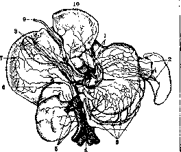 Liver: figure 25 from the 1928–1936 encyclopedia article