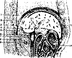 Liver: figure 8 from the 1928–1936 encyclopedia article