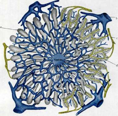 Liver: figure 27 from the 1928–1936 encyclopedia article