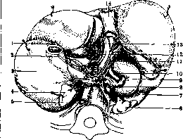 Liver: figure 24 from the 1928–1936 encyclopedia article