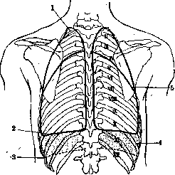 Pleura: figure 5 from the 1928–1936 encyclopedia article