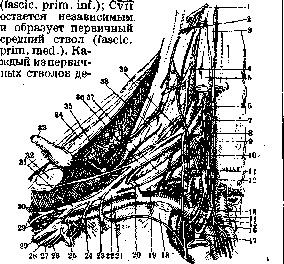 Plethora: figure 1 from the 1928–1936 encyclopedia article