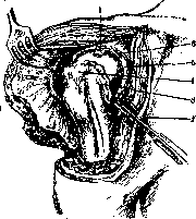 Shoulder Joint: figure 14 from the 1928–1936 encyclopedia article