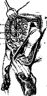 Shoulder Joint: figure 13 from the 1928–1936 encyclopedia article