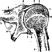 Shoulder Joint: figure 4 from the 1928–1936 encyclopedia article