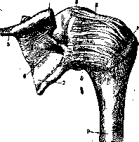 Shoulder Joint: figure 3 from the 1928–1936 encyclopedia article