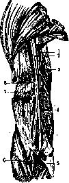 Arm (Humerus): figure 6 from the 1928–1936 encyclopedia article