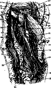 Arm (Humerus): figure 10 from the 1928–1936 encyclopedia article