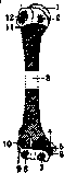 Arm (Humerus): figure 3 from the 1928–1936 encyclopedia article