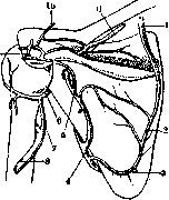 Arm (Humerus): figure 7 from the 1928–1936 encyclopedia article