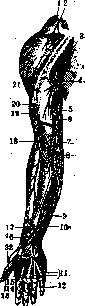 Arm (Humerus): figure 4 from the 1928–1936 encyclopedia article