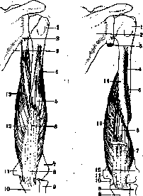 Arm (Humerus): figure 9 from the 1928–1936 encyclopedia article