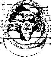 Arm (Humerus): figure 5 from the 1928–1936 encyclopedia article