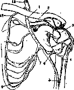 Arm (Humerus): figure 8 from the 1928–1936 encyclopedia article