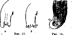 Arm (Humerus): figure 12 from the 1928–1936 encyclopedia article