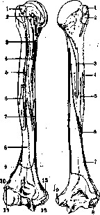 Arm (Humerus): figure 1 from the 1928–1936 encyclopedia article