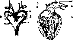 Fetus: figure 5 from the 1928–1936 encyclopedia article