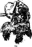 Fetus: figure 19 from the 1928–1936 encyclopedia article