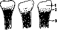 Fetus: figure 13 from the 1928–1936 encyclopedia article