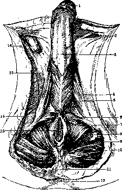 Penis: figure 3 from the 1928–1936 encyclopedia article
