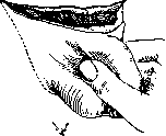 Penis: figure 14 from the 1928–1936 encyclopedia article
