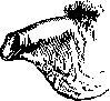 Penis: figure 10 from the 1928–1936 encyclopedia article