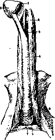 Penis: figure 4 from the 1928–1936 encyclopedia article