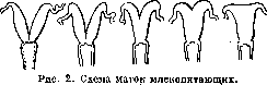 Sexual Organs: figure 2 from the 1928–1936 encyclopedia article