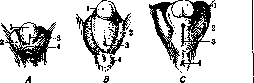 Sexual Organs: figure 4 from the 1928–1936 encyclopedia article