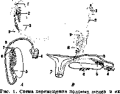 Sexual Organs: figure 1 from the 1928–1936 encyclopedia article