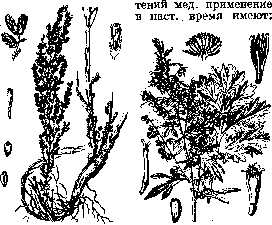 Wormwood: figure 1 from the 1928–1936 encyclopedia article