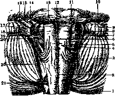 Medulla Oblongata: figure 1 from the 1928–1936 encyclopedia article
