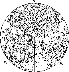Pseudotuberculosis: figure 1 from the 1928–1936 encyclopedia article