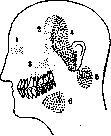 Pulpitis: figure 1 from the 1928–1936 encyclopedia article
