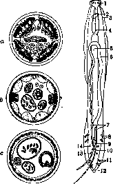 Nematodes: figure 1 from the 1928–1936 encyclopedia article