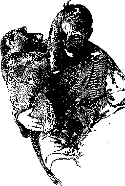 Monkeys: figure 1 from the 1928–1936 encyclopedia article