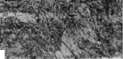 Monkeys: figure 5 from the 1928–1936 encyclopedia article