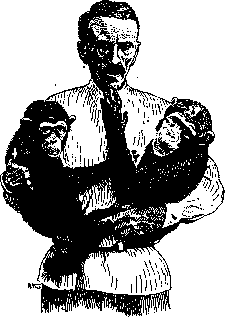 Monkeys: figure 3 from the 1928–1936 encyclopedia article