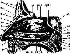 Nasopharyngeal Space: figure 1 from the 1928–1936 encyclopedia article
