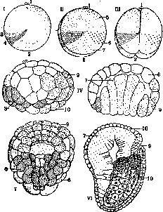 Organ: figure 2 from the 1928–1936 encyclopedia article