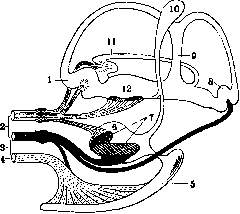 Otolithic Apparatus: figure 5 from the 1928–1936 encyclopedia article