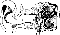 Otolithic Apparatus: figure 1 from the 1928–1936 encyclopedia article
