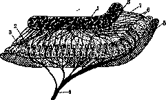 Otolithic Apparatus: figure 4 from the 1928–1936 encyclopedia article