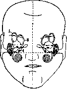 Otolithic Apparatus: figure 2 from the 1928–1936 encyclopedia article